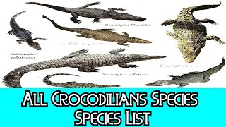 All Crocodilians Species  Species List [upl. by Leeanne656]