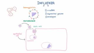 Influenza A and B Infection and Replication [upl. by Treboh331]