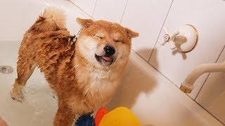 Shiba Puppys First Bath Not Happy [upl. by Durman]