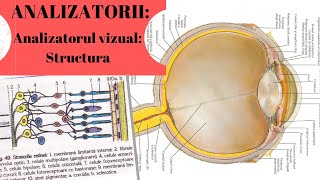 ADMITERE MEDICINA ANALIZATORII 4 Analizatorul vizual partea I  Structura [upl. by Rhys]