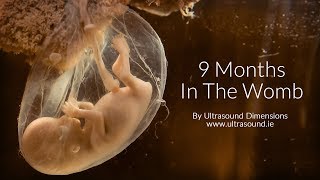 40 Weeks In The Womb by Ultrasound Dimensions [upl. by Caro]