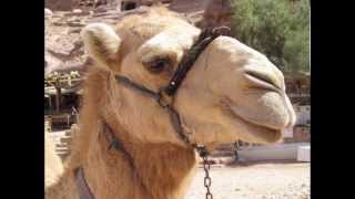 SONIDO DEL CAMELLO  SOUND CAMEL   carlosmanfacebookxblogspotcom [upl. by Cirded892]