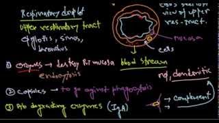 Haemophilus influenzae pathogenesis [upl. by Namrak]