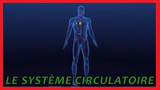 Le système circulatoire [upl. by Llenad]