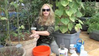 How to Grow Container Cucumbers by Nurse Amy [upl. by Trevor]