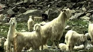 Himalayan Pashmina goat [upl. by Anoit]