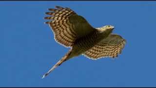 Sparrowhawk Bird Call Bird Song [upl. by Lydia192]