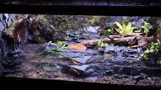 Amazing Salamander Paludarium [upl. by Nnyleuqcaj]