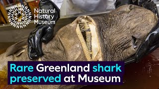 Rare Greenland shark specimen preserved at the Museum [upl. by Adiari]