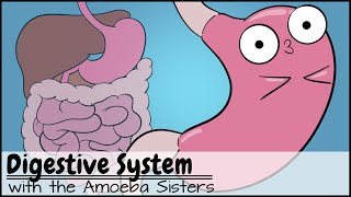 Digestive System [upl. by Sregor]