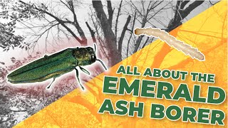 All About the Emerald Ash Borer and Treatments to Combat it [upl. by Eidnalem]