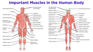 The Muscular System [upl. by Julina]