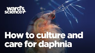 Caring and Culturing for Daphnia [upl. by Fogarty]