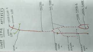 Lower Limb Arteries  Part 1  Femoral Popliteal Tibial Artery  TCML [upl. by Aya]