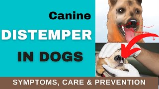 How to Recognize Distemper Symptoms in Dogs TREATMENT amp PREVENTION [upl. by Areta]