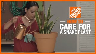 How to Care for a Snake Plant  Indoor Plant Tips  The Home Depot [upl. by Dippold903]