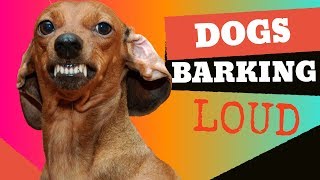 Dogs Barking  Sounds to make your dog bark [upl. by Yevette]