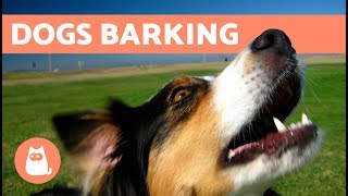 The Best Barking Dogs Compilation [upl. by Hairahs]