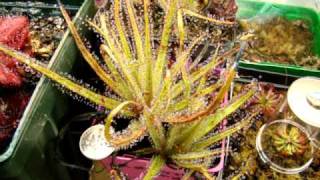 Drosera regia  The King Sundew Carnivorous Plant [upl. by Brande]