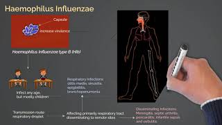 Haemophilus Influenzae Infections [upl. by Ailedroc]