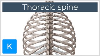 Thoracic Spine  Definition amp Components  Human Anatomy  Kenhub [upl. by Nairam]