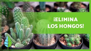 8 FUNGICIDAS CASEROS para CACTUS 🌵  ¿Cómo usarlos [upl. by Wennerholn216]