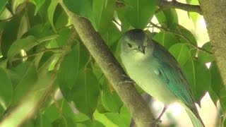 Pájaro Choguy en armonía con el Arpa Paraguaya [upl. by Hsetim]