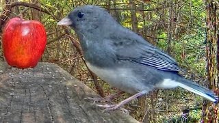 Dark Eyed Junco Calls [upl. by Yffub261]