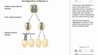 Chromosome Nondisjunction Animation [upl. by Darline]