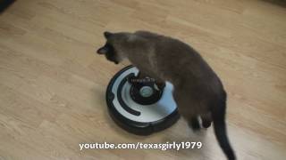 Cat shows HOW TO use iRobot Roomba Vacuum [upl. by Asilak778]