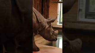 Nieuwe neushoorns aangekomen 🦏  DierenPark Amersfoort [upl. by Alhak]