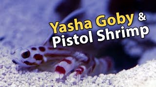 Yasha Goby and Candy Stripe Pistol Shrimps Symbiotic Relationship [upl. by Llirret]