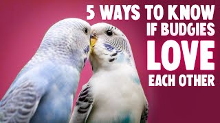 5 Ways Budgies Love Each Other [upl. by Reggy]