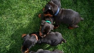 Rotterman puppies Rottweiler Doberman Cross [upl. by Nuhsed]