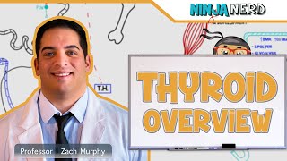 Endocrinology  Thyroid Overview [upl. by Enileuqaj]