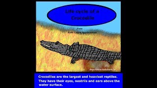 The Crocodile life cycle  Kidz Learn Applications™ [upl. by Ydarb]