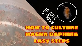 How to Culture Magna Daphnia Easily [upl. by Akineg380]