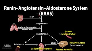 The Renin–Angiotensin–Aldosterone System RAAS Animation [upl. by Eitteb]