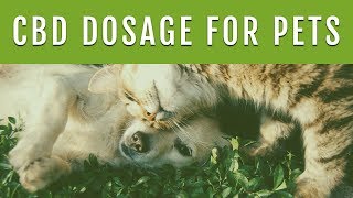 CBD DOSAGE FOR DOGS  How Much CBD Oil Should I Give My Dog [upl. by Otrevogir]