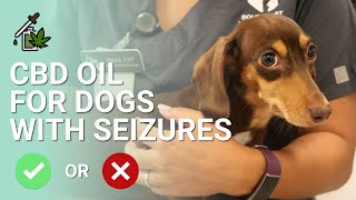 CBD for Dogs with Seizures  Recommended [upl. by Eirellav408]