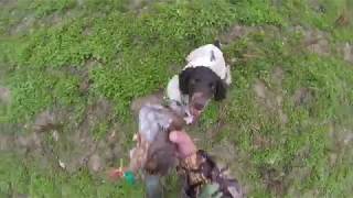 chasse aux perdeaux avec springer spanielbelles scenesHD [upl. by Trotta]