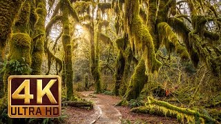 Hoh Rain Forest  4K Nature Relaxation Film [upl. by Davey111]