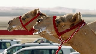 The One MILLION Dollar Camel Race  Wild Arabia  BBC Earth [upl. by Stephie]