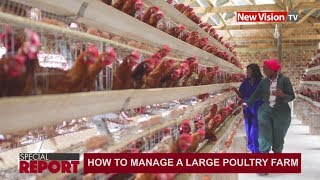 How to manage a large poultry farm [upl. by Chu315]