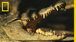 Birds vs Crocodiles  National Geographic [upl. by Fausta]