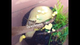 Grasshopper Habitat and Life Cycle [upl. by Amilah]