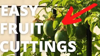 Granadilla Passion fruit Easy Fruit Trees to Root and start income generating production [upl. by Nosle]