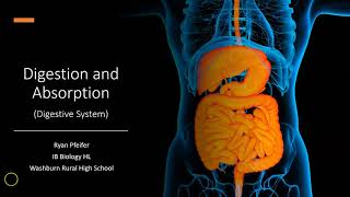 Digestion and Absorption  Digestive System [upl. by Nawor]