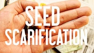 How to Start Seeds Seed Scarification [upl. by Spears700]