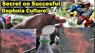 How to Culture Daphnia Successfully [upl. by Kellby]